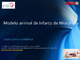 Modelo animal con Infarto de Miocardio.pdf.jpg