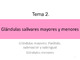 ABD_Tema 2. Glándulas salivares mayores y menores.pdf.jpg