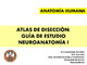 Atlas de disección_ guía de estudio Neuroanatomía I.pdf.jpg